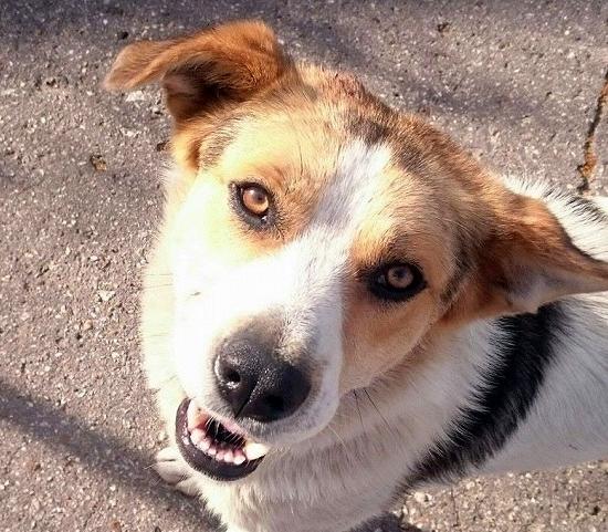Расходы на безнадзорных животных в Нижнем Новгороде обещано увеличить в 2,5 раза